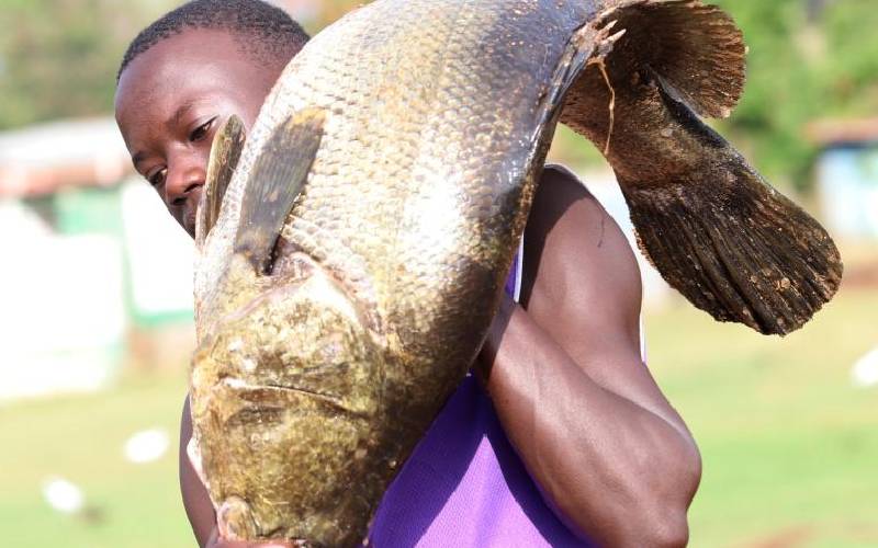 Fish Exporters Bow To Public Pressure Apologise For Nile Perch Ban Proposal